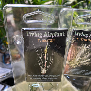 Tillandsia gift