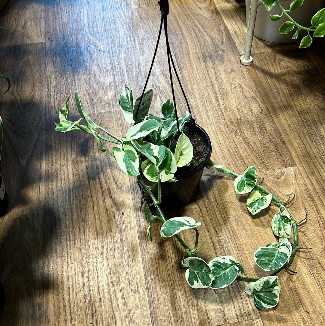 snow queen pothos hanging Pothos Epipremnum aureum snow queen