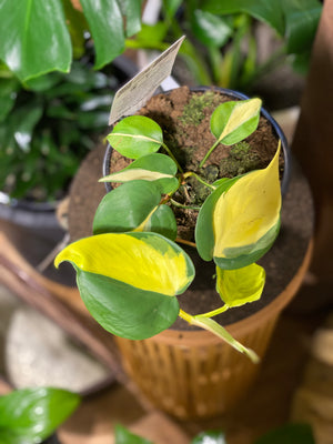Philodendron hederaceum brasil