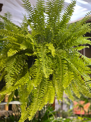 Boston fern nephrolepis exalta