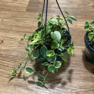 Peperomia cupid(scandens) Cupid variegated