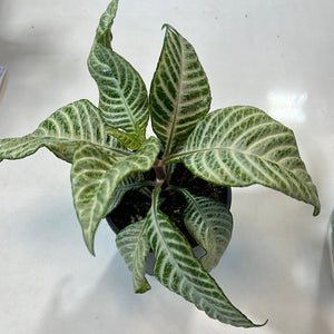 Aphelandra “zebra plant”