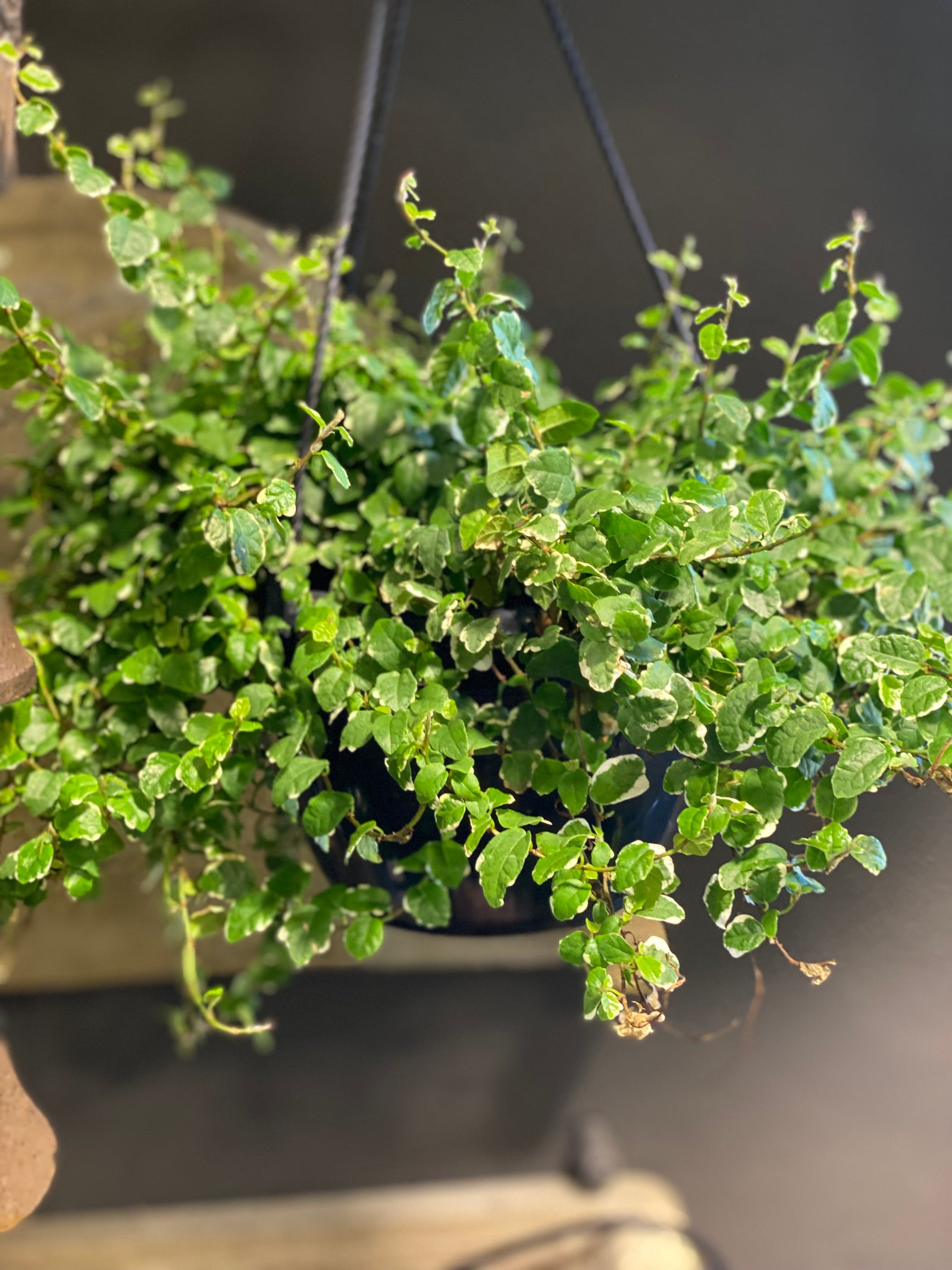Ficus pumila ‘creeping fig’