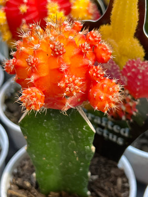 Rainbow crafted cactus