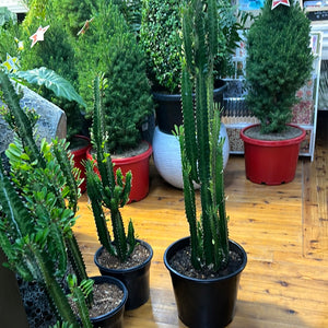 Euphorbia trigona, African milk tree