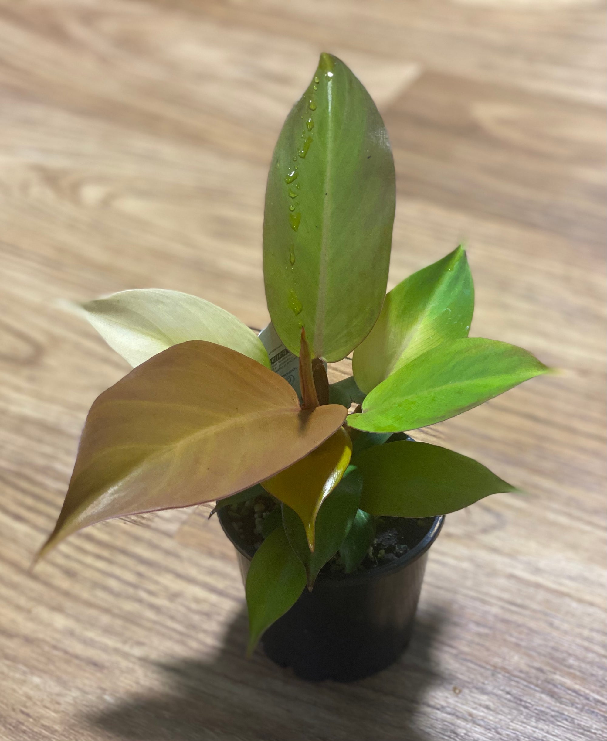 Philodendron prince of orange