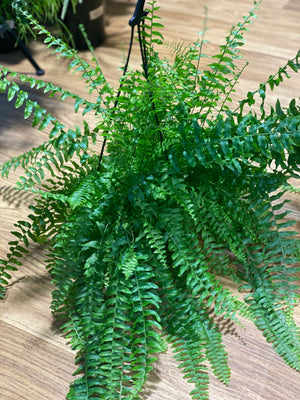 Boston fern nephrolepis exalta