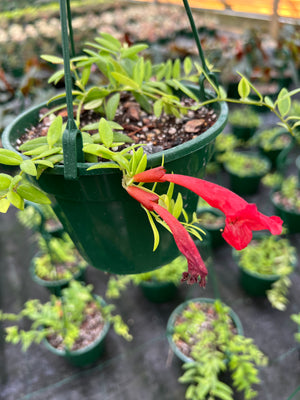 Aeschynanthus radians variegated lipstick plant