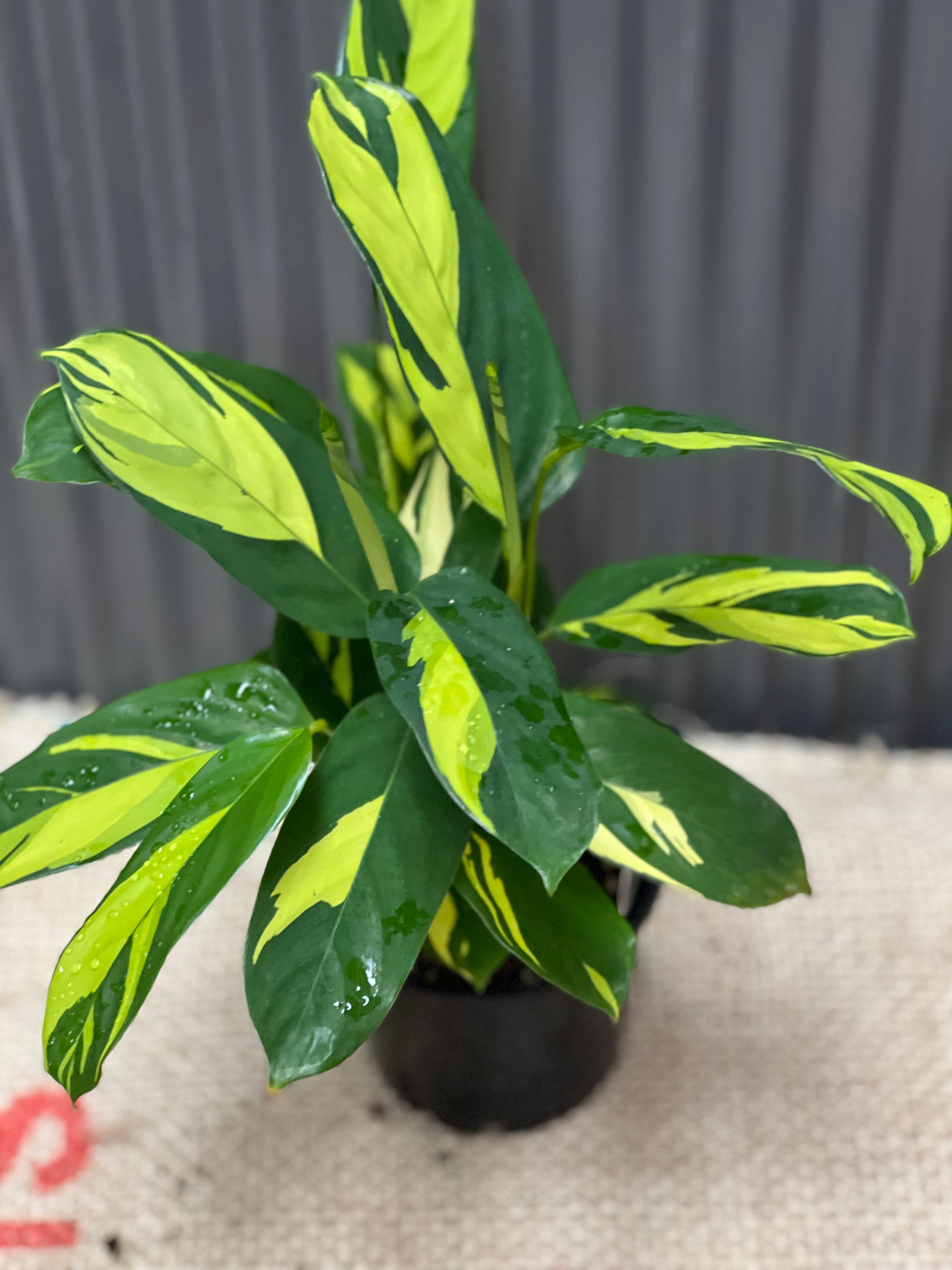 Ctenanthe lubbersiana golden mosaic