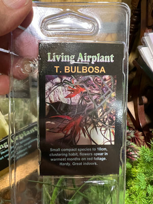 Tillandsia gift