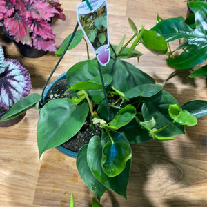Philodendron Cordatum heart leaf