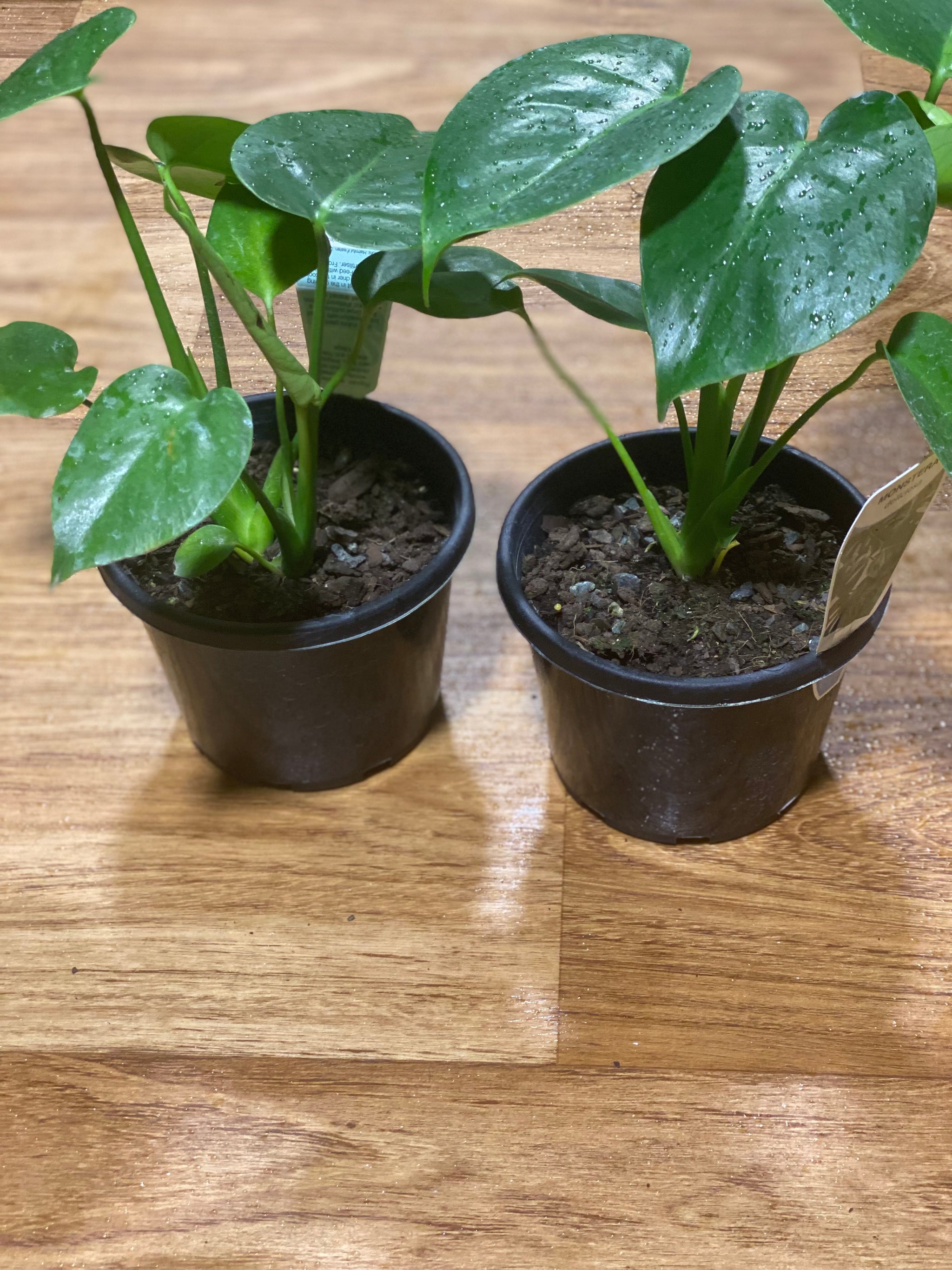 buy monstera deliciosa sydney Monstera deliciosa