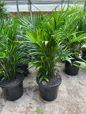 Chamaedorea atroviren cascade palm