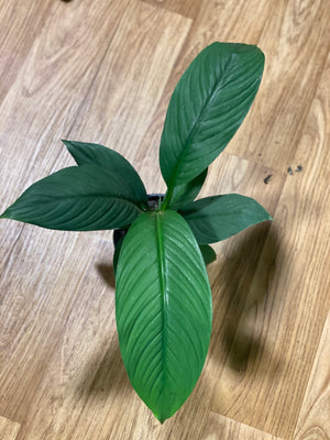 Spathiphyllum sensation