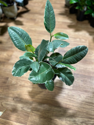 Ficus elastica "Tineke"