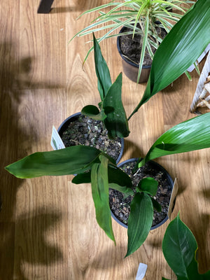 Aspidistra Elatior - Cast Iron Plant