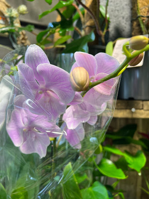Phalaenopsis mini  double stem orchid