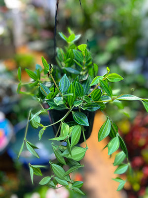Peperomia angulata diamond