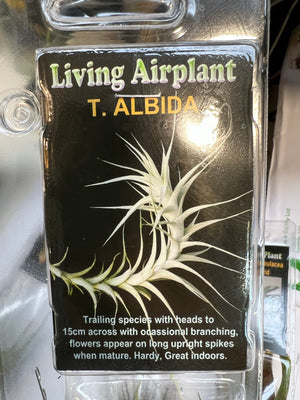 Tillandsia gift