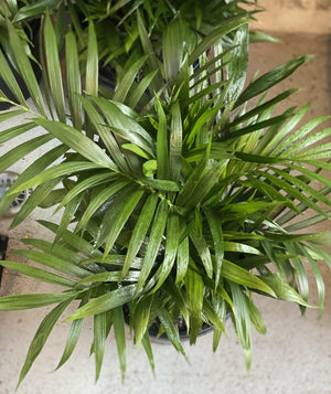Chamaedorea atroviren cascade palm - Artisans Garden Nursery