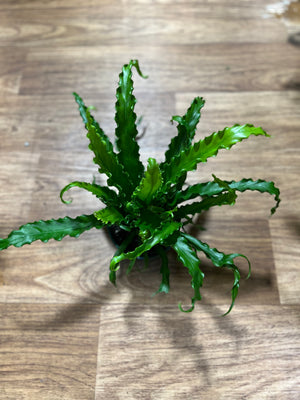 Asplenium Osaka "Birds Nest Fern"