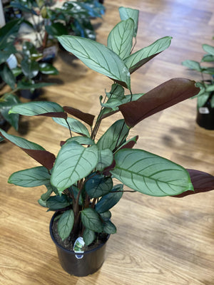 Ctenanthe grey star - That Plant Shop