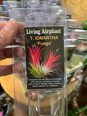 Tillandsia gift