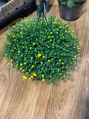 Chrysanthemum basket