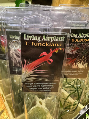 Tillandsia gift