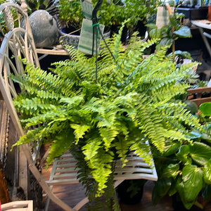 Boston fern nephrolepis exalta