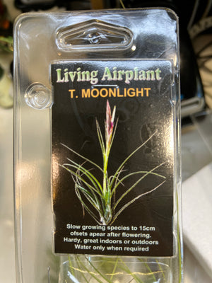 Tillandsia gift