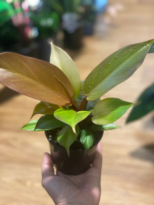Philodendron prince of orange