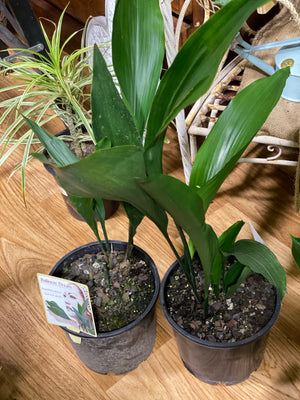 Aspidistra Elatior - Cast Iron Plant