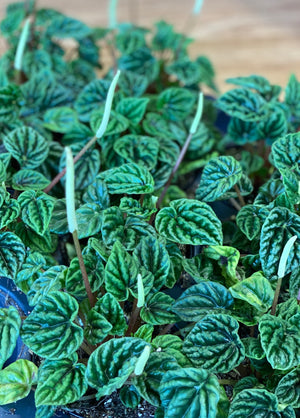 Peperomia caperata "emerald ripple"