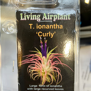 Tillandsia gift