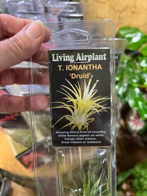Tillandsia gift