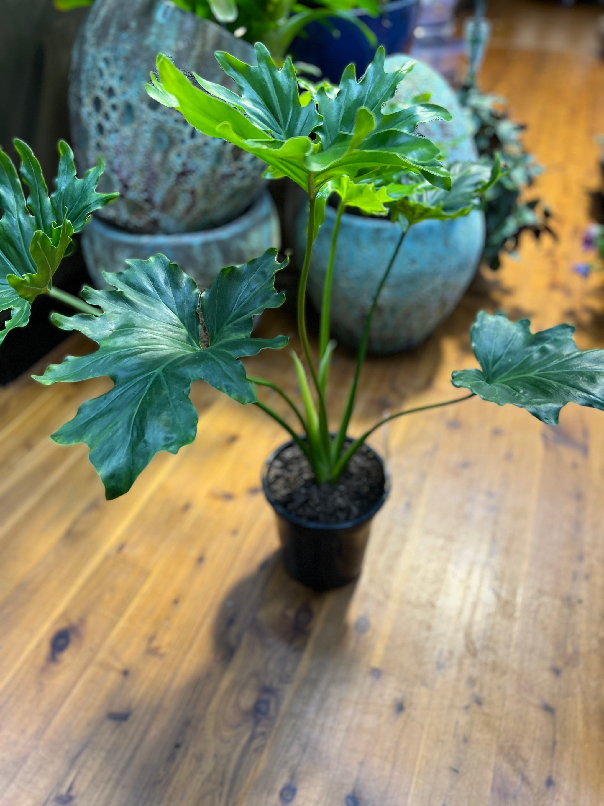 philodendron selloum light Philodendron “selloum hope”