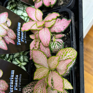 fittonia nerve plant assorted