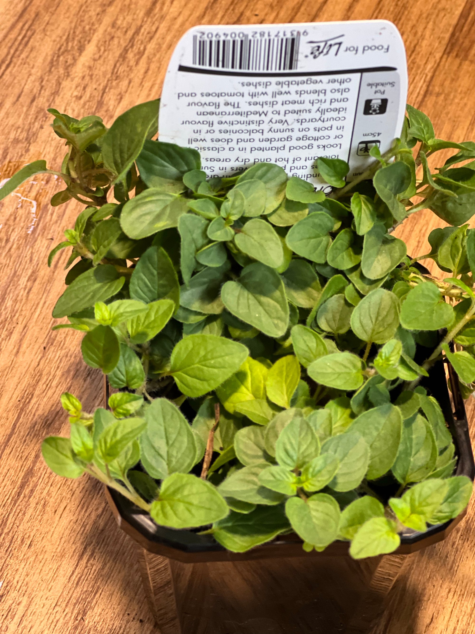 Oregano