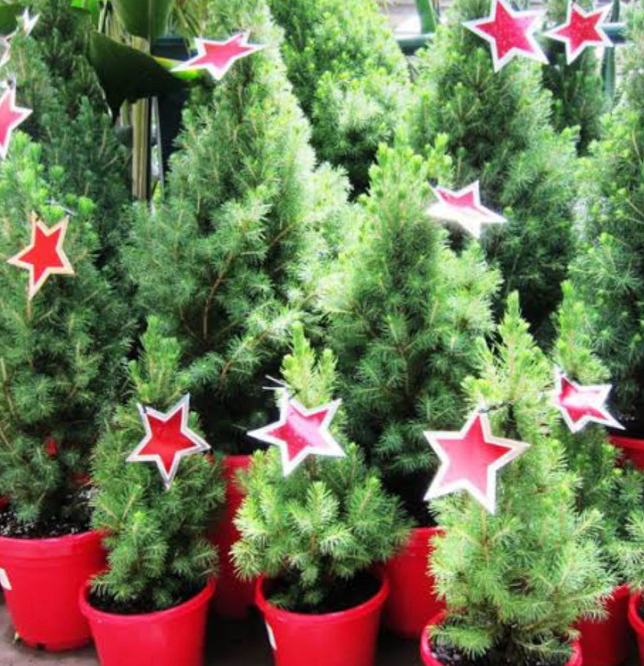 Picea glauca Christmas star