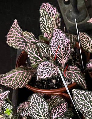 fittonia nerve plant assorted