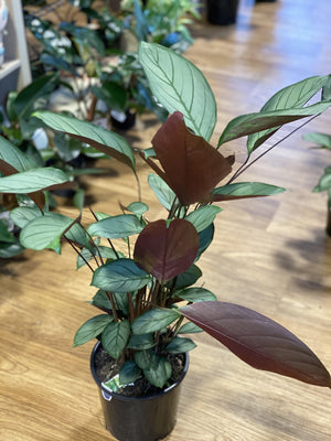 Ctenanthe grey star - That Plant Shop
