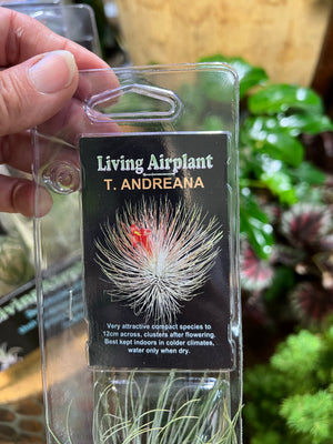 Tillandsia gift