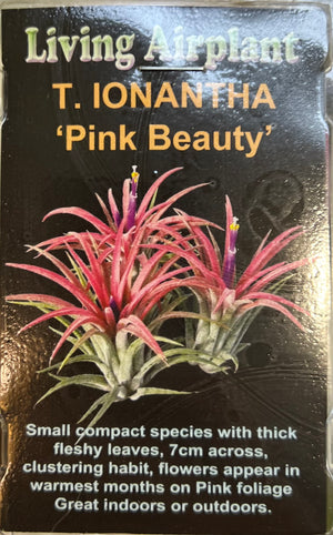 Tillandsia gift