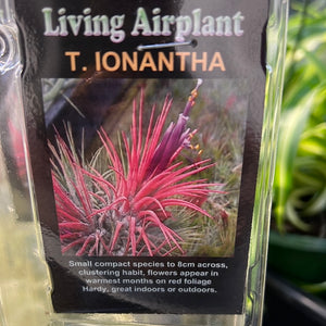 Tillandsia gift