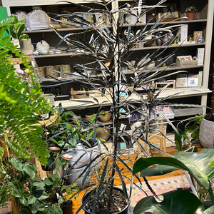 Aralia elegantissima
