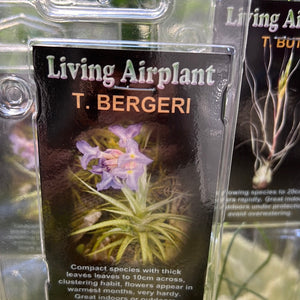 Tillandsia gift