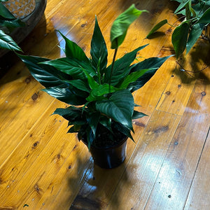 Spathiphyllum  (Peace Lily)