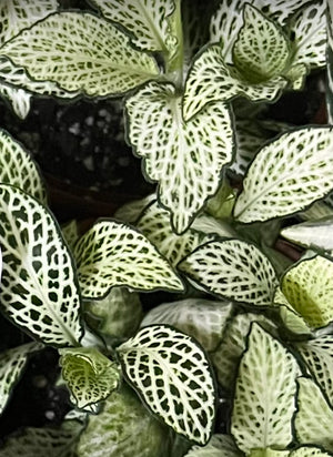 fittonia nerve plant assorted