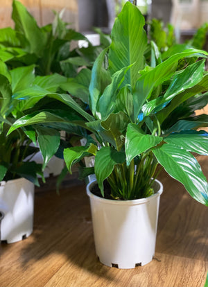 Spathiphyllum  (Peace Lily)